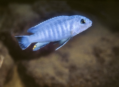 Pseudotropheus perspicax 'Mdoka'